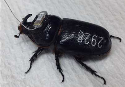 ATS Telemetry Equipment is Used to Track Beetles