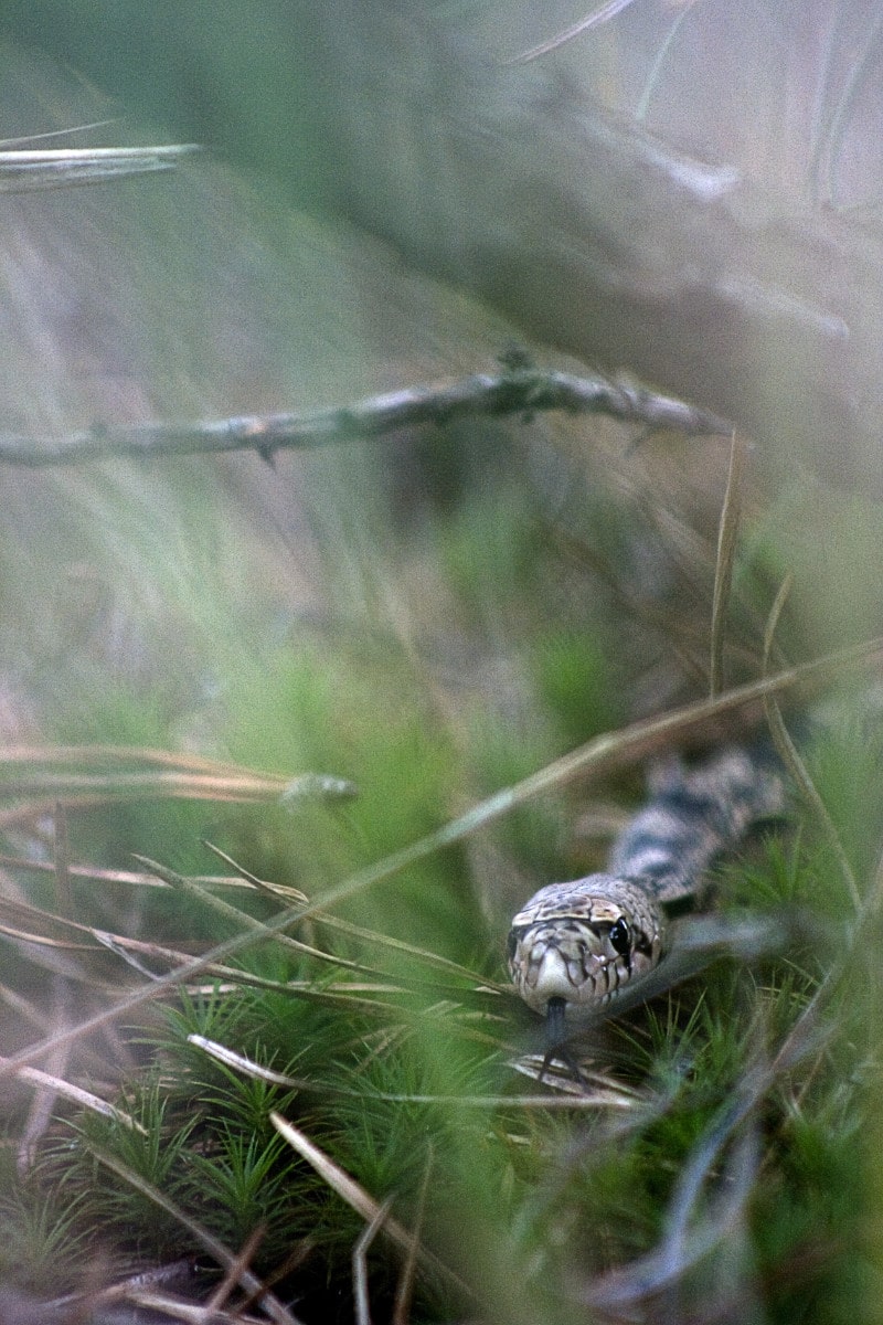 Drexel University Studies Northern Pine Snakes. by Kevin Smith